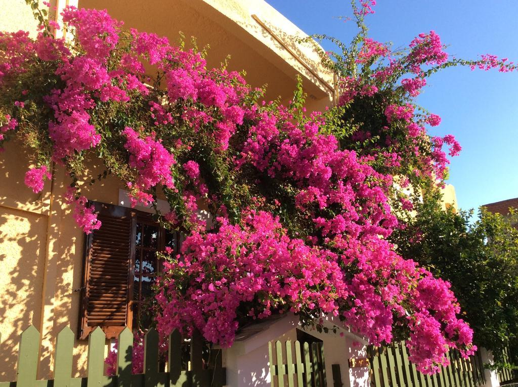 Eriketi Studios Agia Marina  Dış mekan fotoğraf